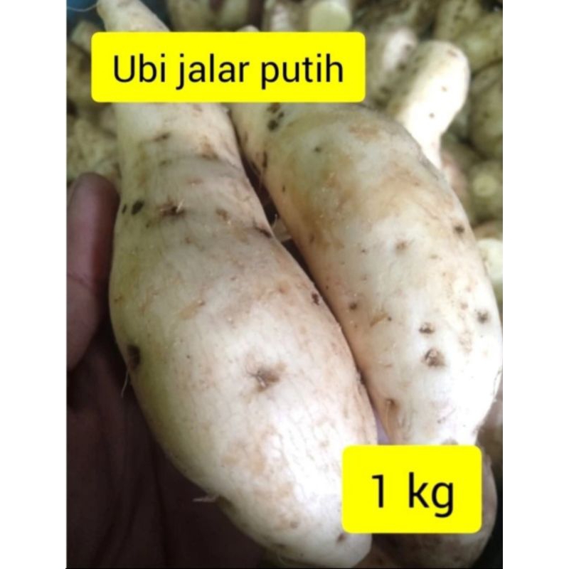 

Ubi Jalar Putih 1kg