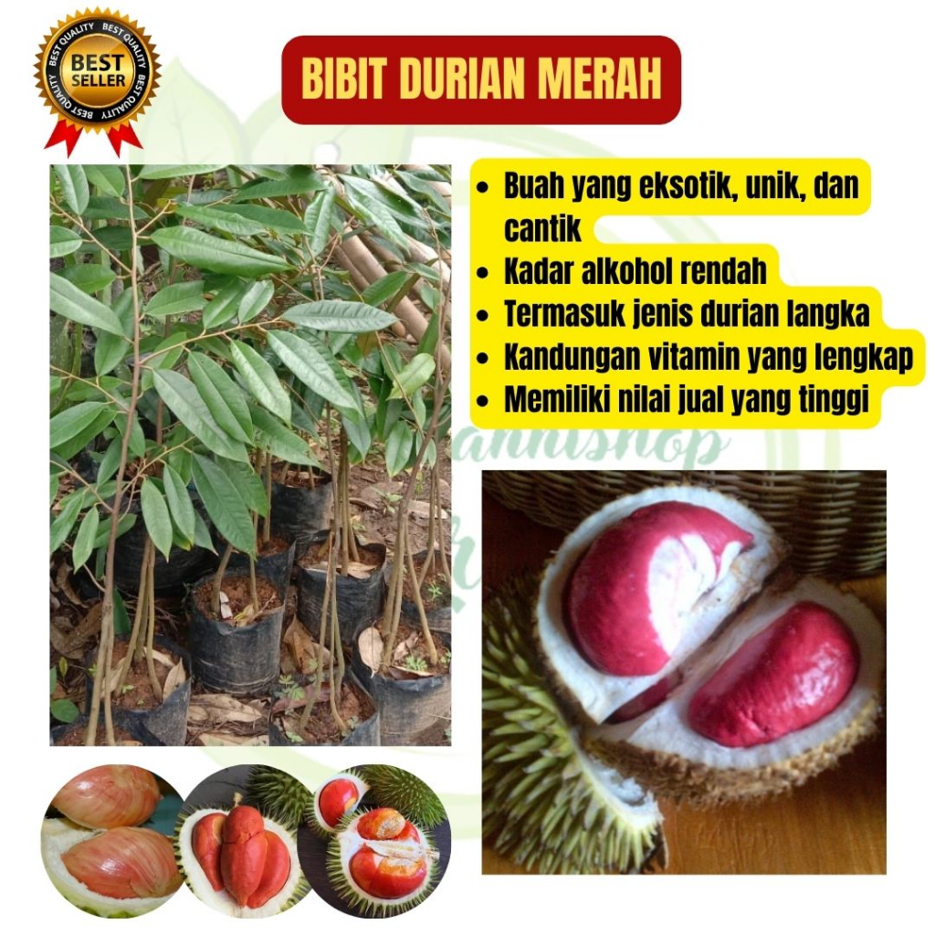 Bibit Durian Merah, Bibit Durian Merah Okulasi, Bibit Durian Merah Kaki 3