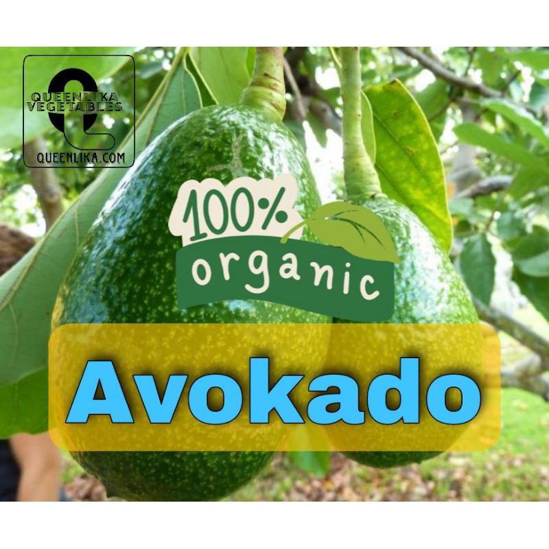 

alpukat 1kg segar (avokado)