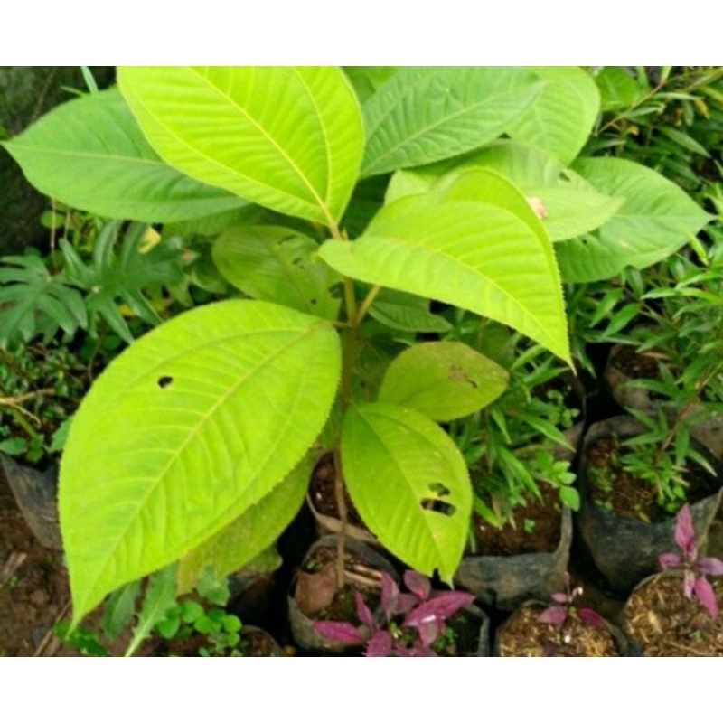 

daun tangkil dan harendong