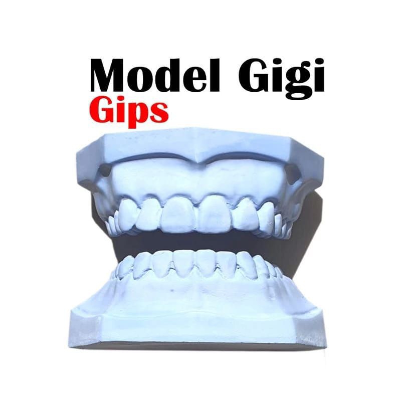 Model Patung Gigi Gips Stone