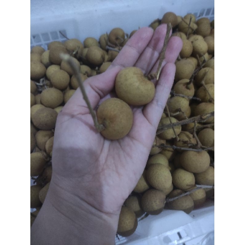 

Kelengkeng Bangkok Super Premium No. 1 (Emas) manis 1kg