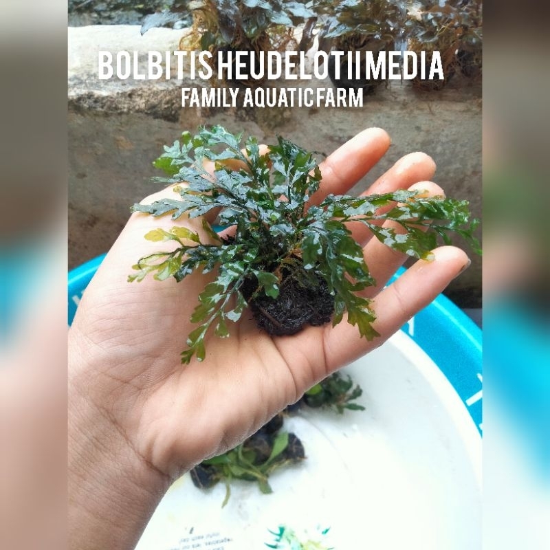 Tanaman aquascape bolbitis heudelotii - tanaman aquascape bolbitis - hiasan aquarium