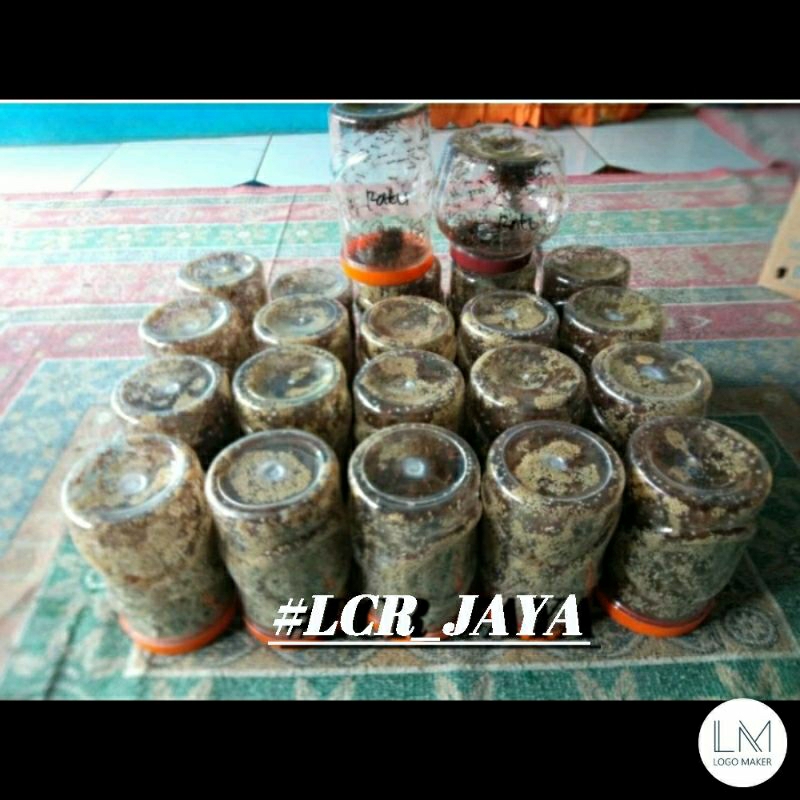 Bibit semut rangrang 1 paket = 20 toples bibit + 2 ratu