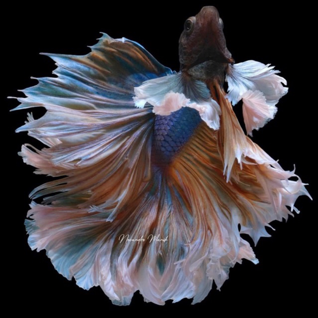 Cupang Halfmoon big ear warna cerah cantik