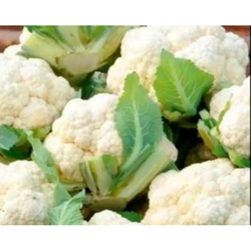 

KEMBANG KOL SEGER DAN FRESH 500 GRAM