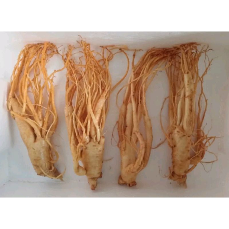 

Gingseng merah korea asli import