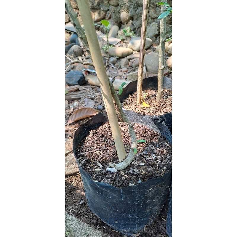 bahan bonsai saeng simbur Vietnam bunga ungu