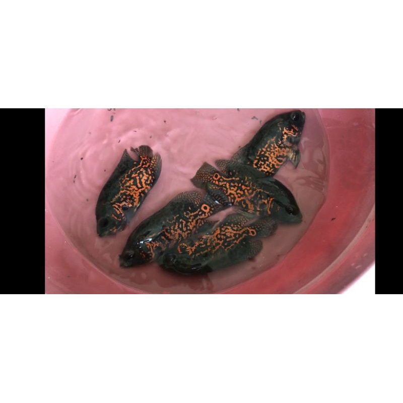 Ikan Hias Predator Oscar Black Tiger 3 Jari up Grade A untuk aquarium, kolam, aquascape