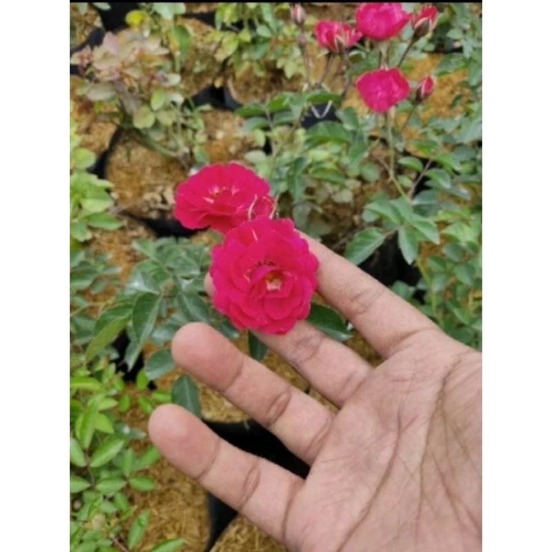 Indukan mawar rambat irian/flori irian/dhendros