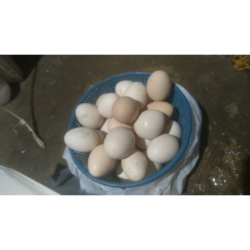

Jual Telur Ayam Ak30 Paket 5 Butir