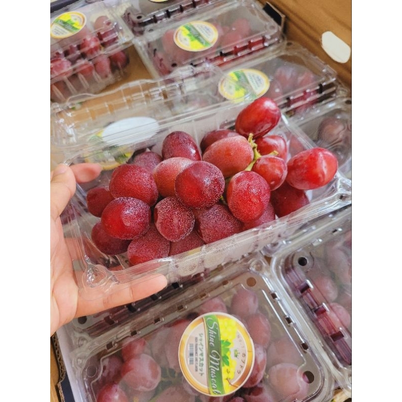 

Red Shine Muscat Manis