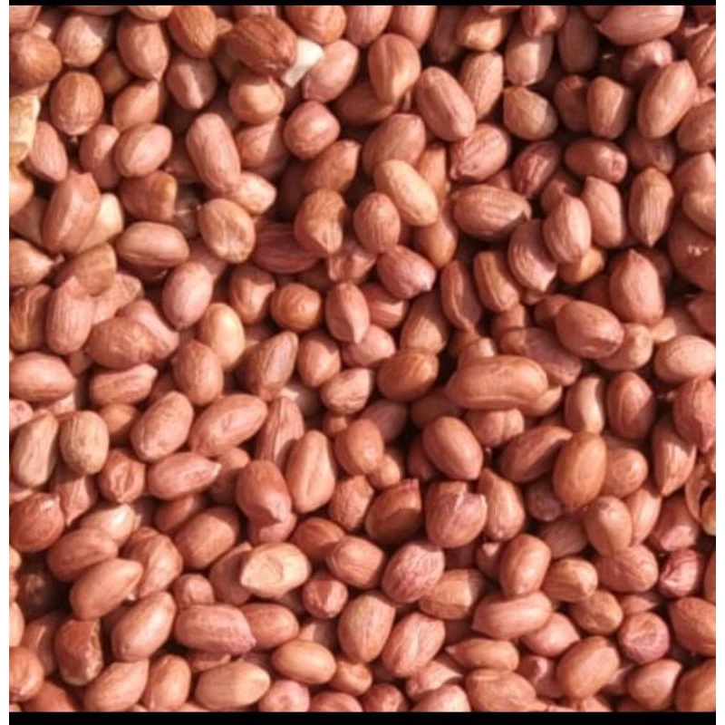 

Kacang tanah super bagus 1kg