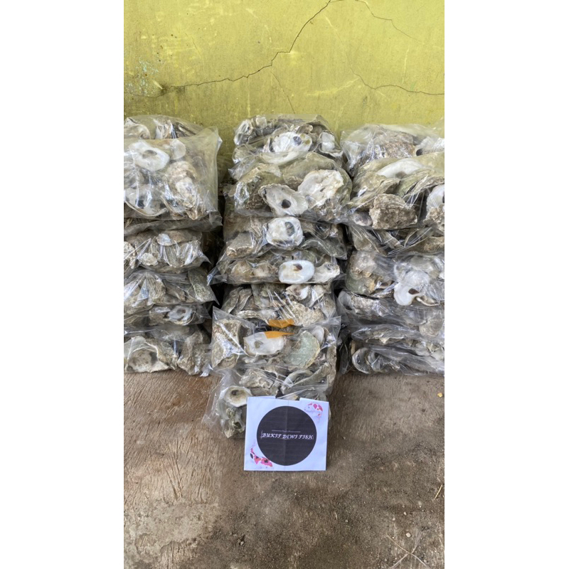 Oyster/Oister/Kulit Kerang Tiram super 1kg/1000g media filter kimiawi/PH buffer