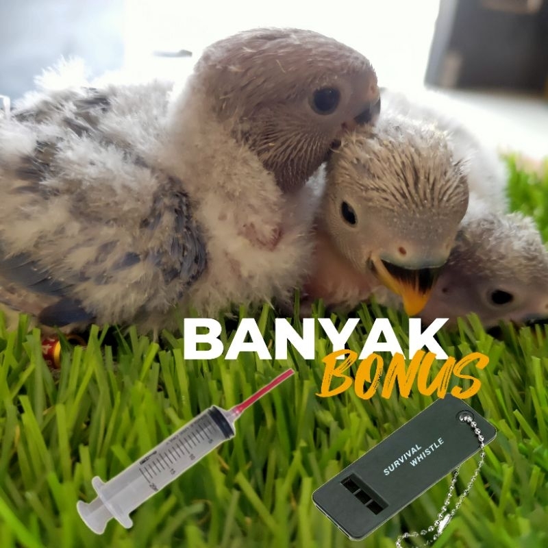 Anakan / Lolohan Lovebird Nonklep cocok untuk jinakan banyak bonus