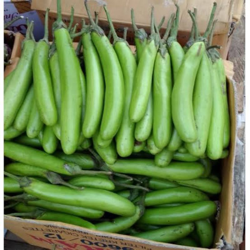 Bibit/Biji Terong Hijau Panjang