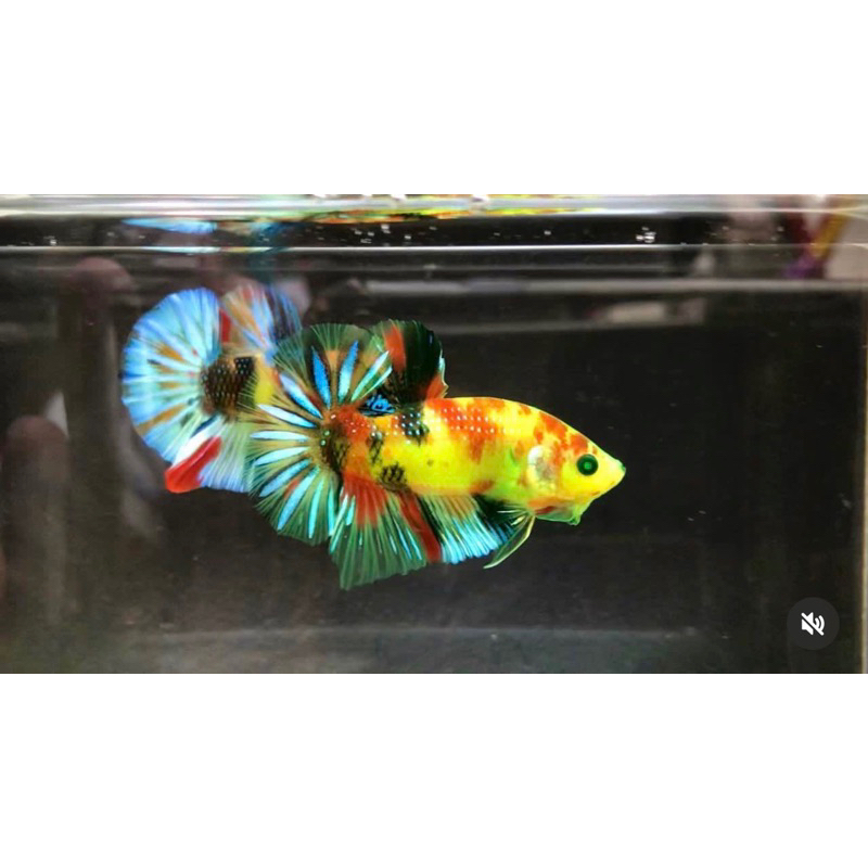 CUPANG PK NEON MULTICOLOR