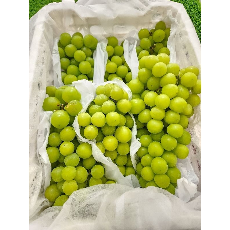 

[ PROMO ] ANGGUR SHINE MUSCAT CURAH 1 KG