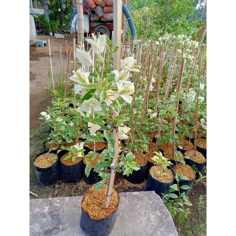 Bougenville Varigata putih original