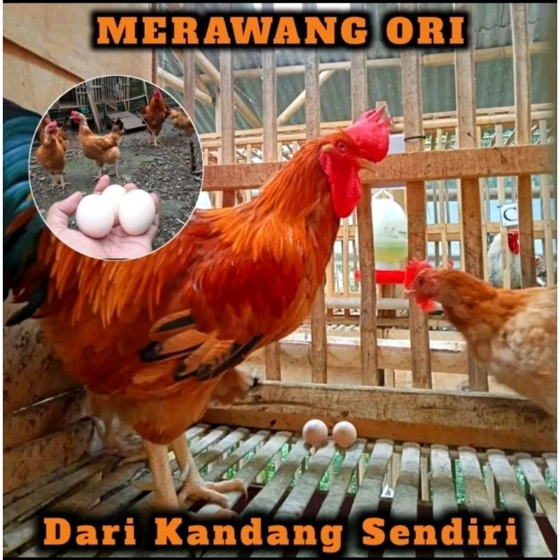 

Telur Tetas Fertil Ayam MERAWANG ORI Jumbo