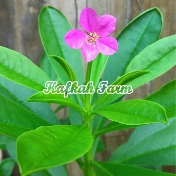 Benih 5 Biji GINSENG Jawa Kolesom