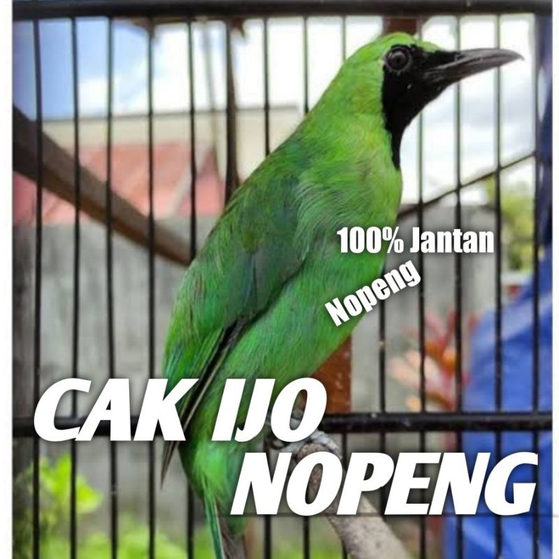 Cak ijo NOPENG jamin jantan body big mulus Cucak ijo nopeng hitam