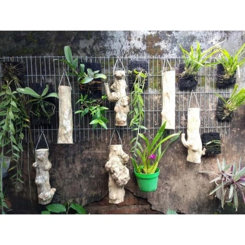 Papan kayu media tempel anggrek