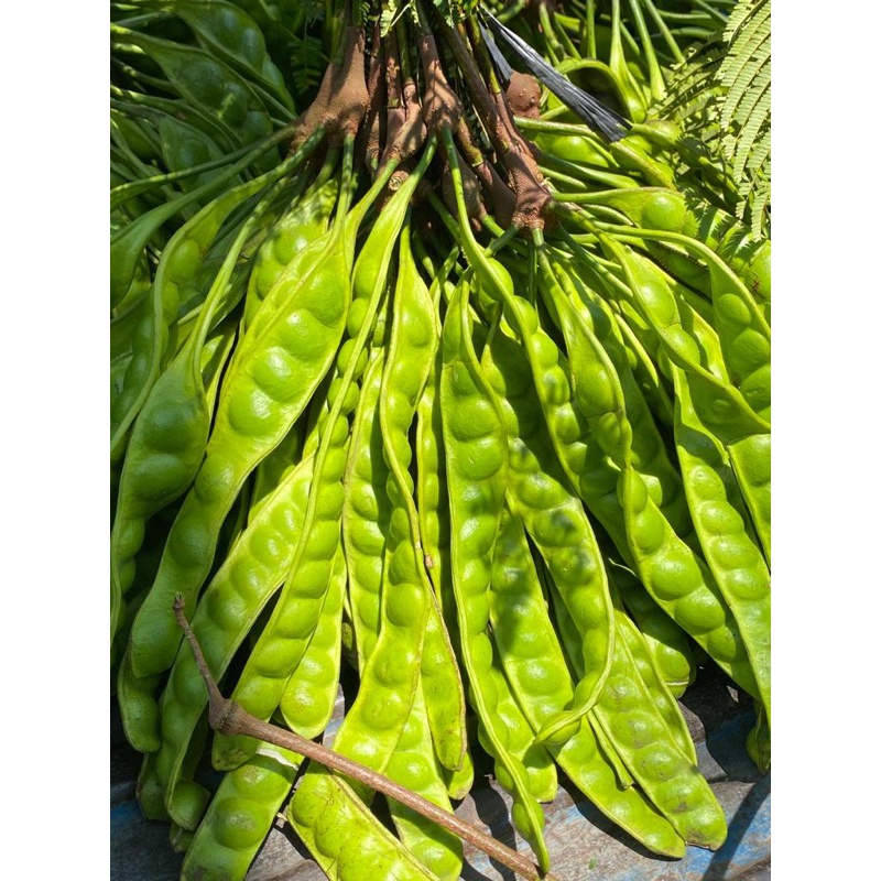 

Pete Jawa COD pete sedang 13 papan