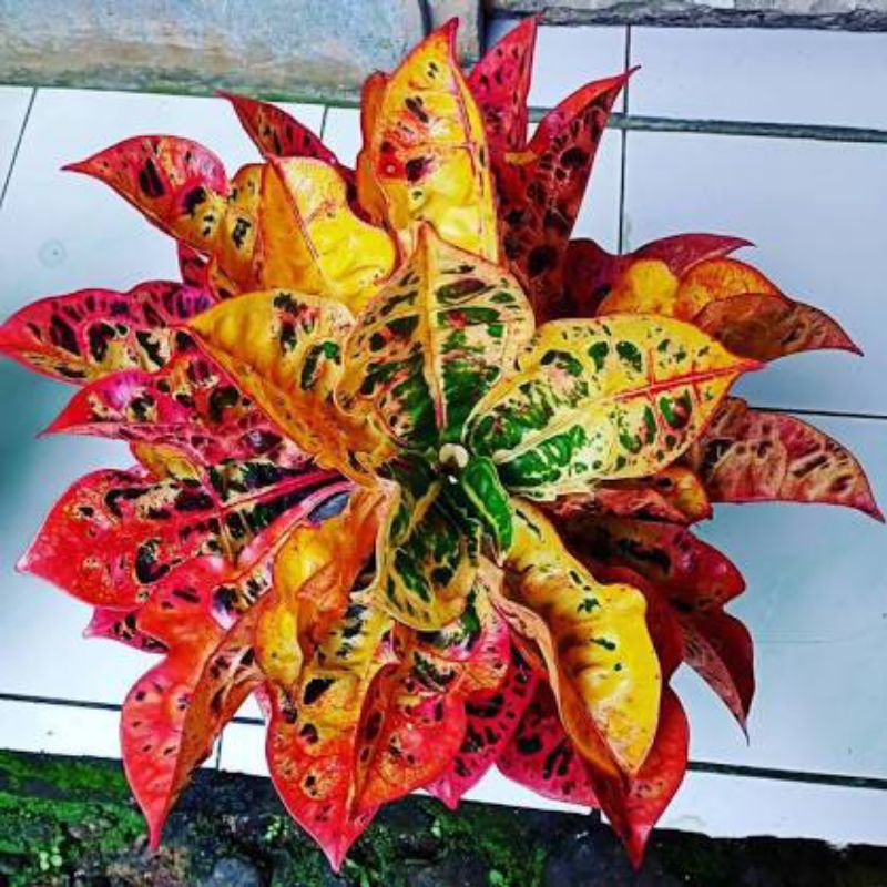 Tanaman Hias Puring Kura Kura Rainbow Premium Tinggi Minimal 40cm  Usia Dewasa Daun Rimbun