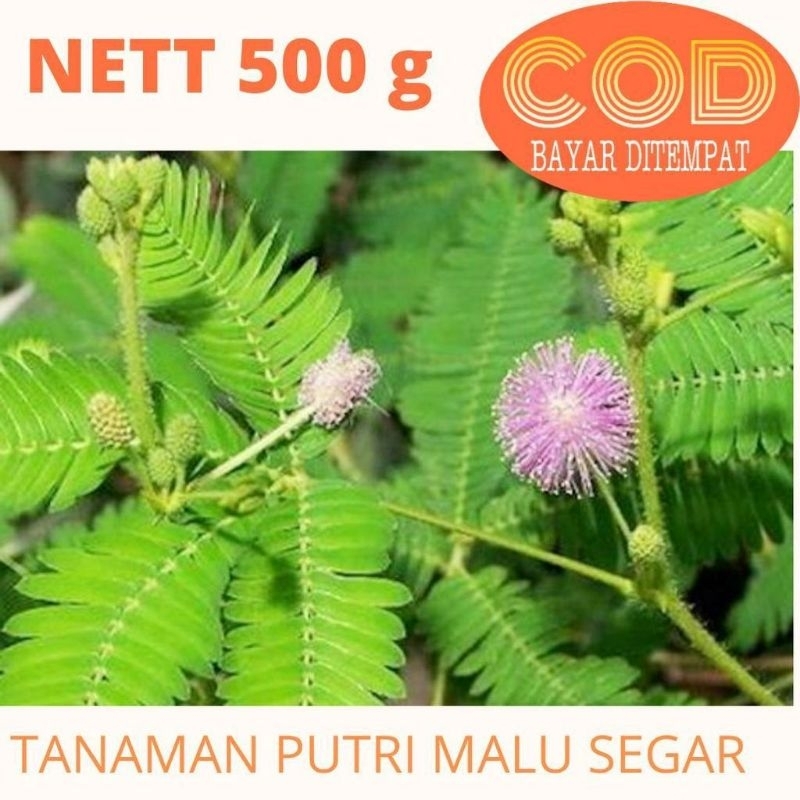 

Daun putri malu segar di petik dadakan 500gram