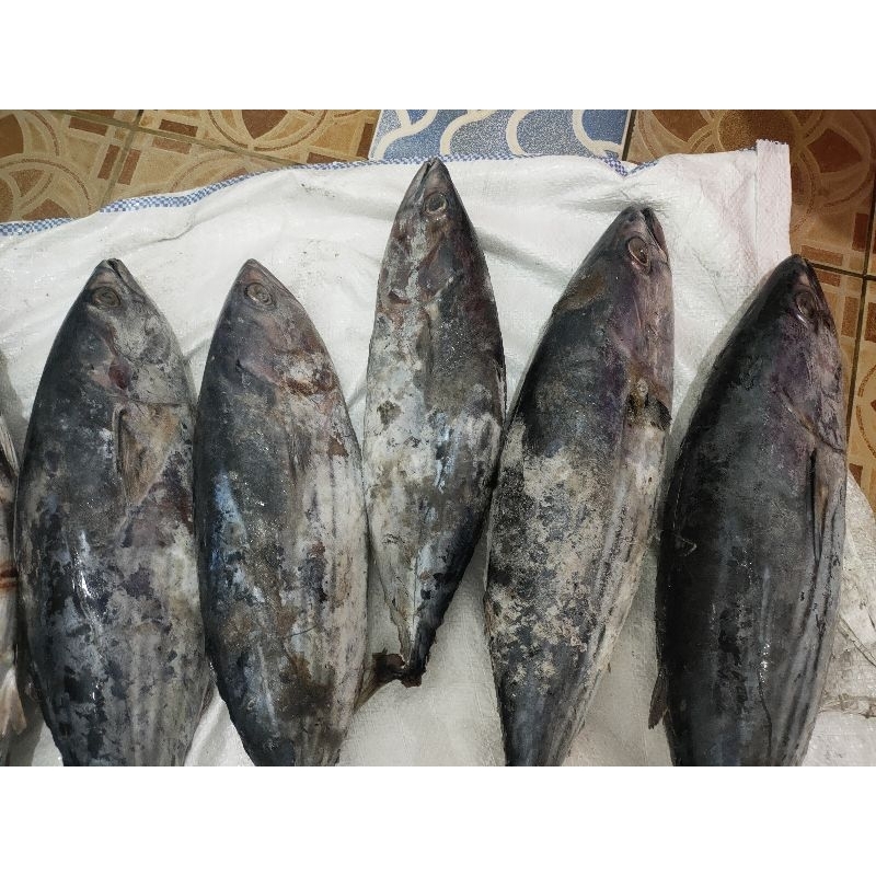 

cakalang fresh frozen 1 kg