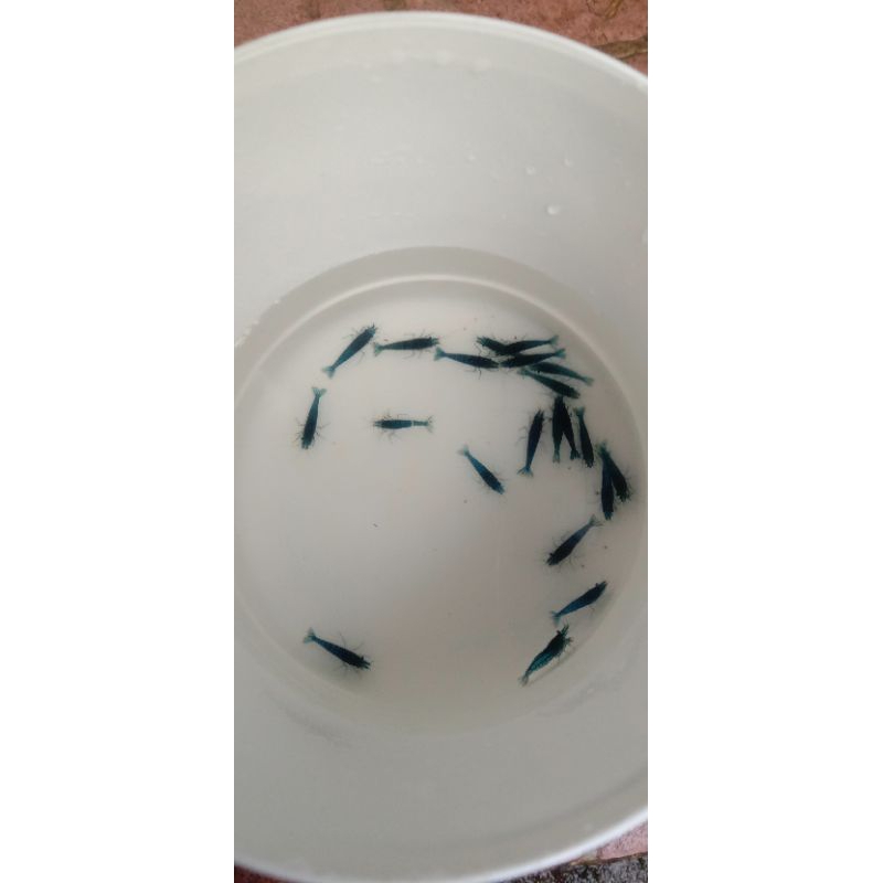 udang hias blue diamond 50 ekor