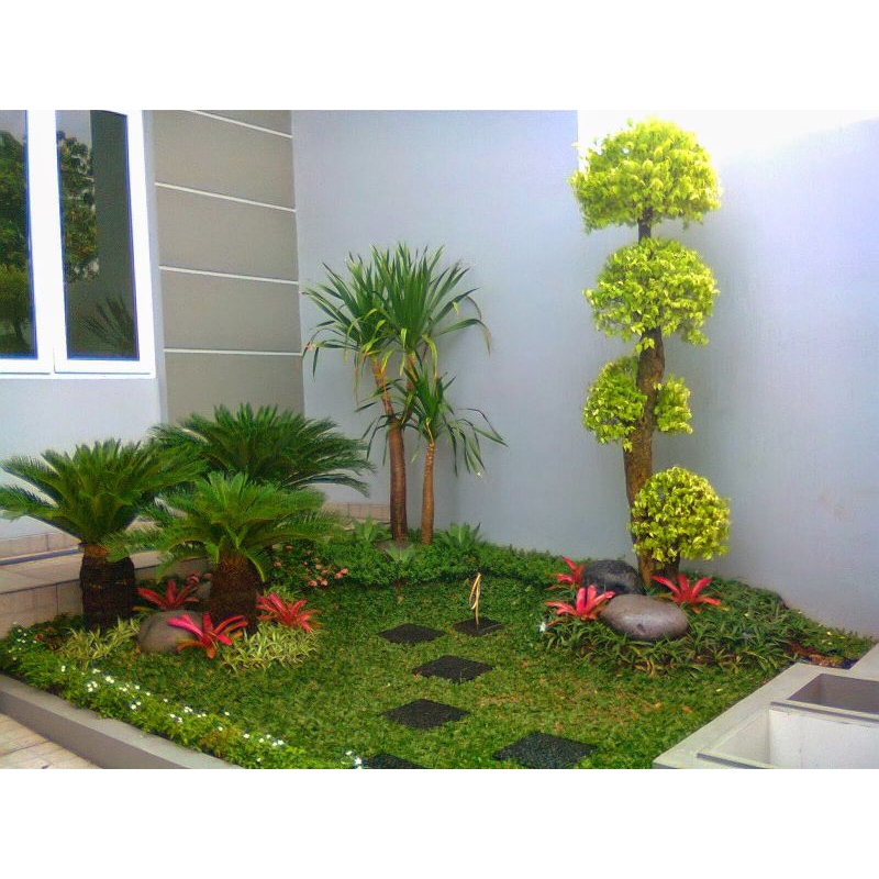 Rumput gajah mini untuk taman 3 meter persegi