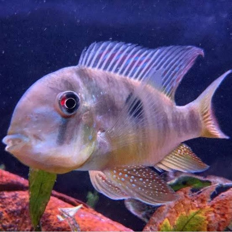 hiasan aquarium geophagus balzani aquarium