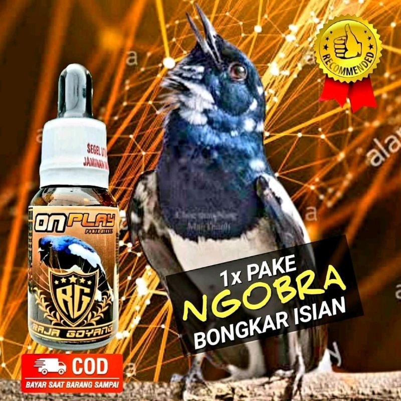 VITAMIN BURUNG KACER ON PLAY /RAJAGOYANG/RG