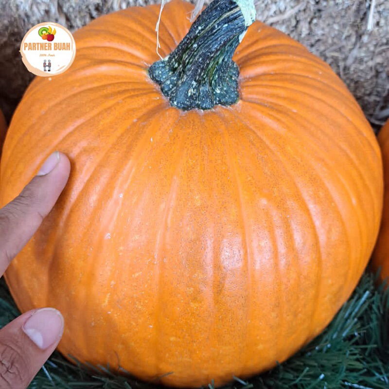 

Pumpkin Halloween Jumbo Orange | Labu Halloween Jumbo