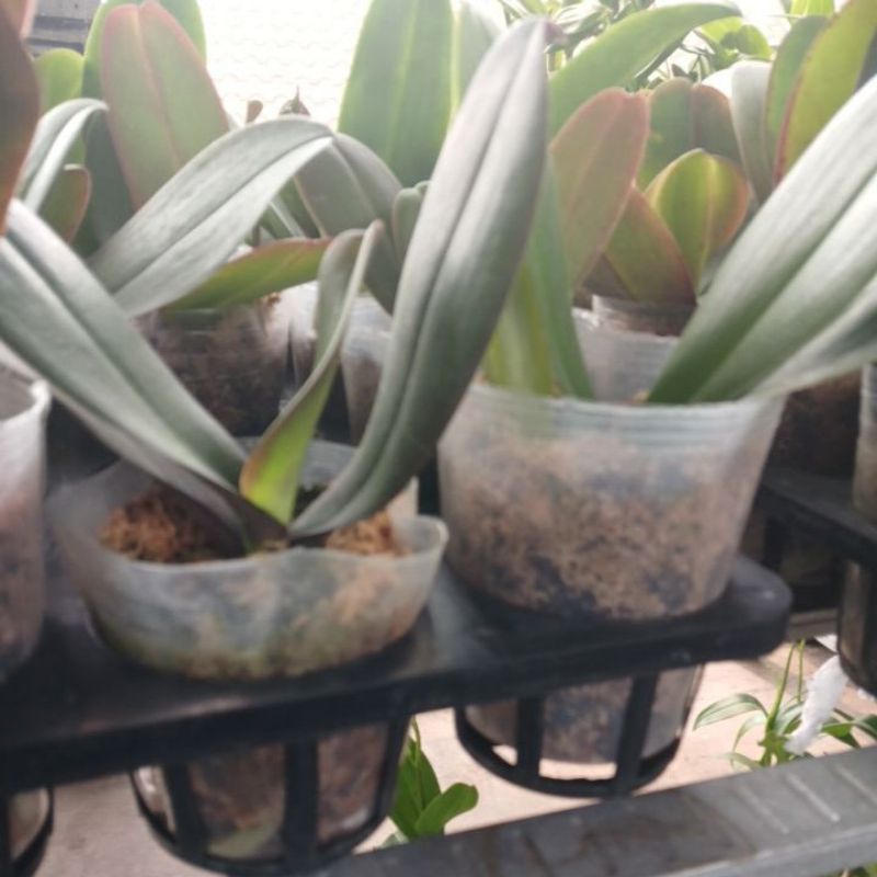 Angbul dewasa  ( isi 2 )