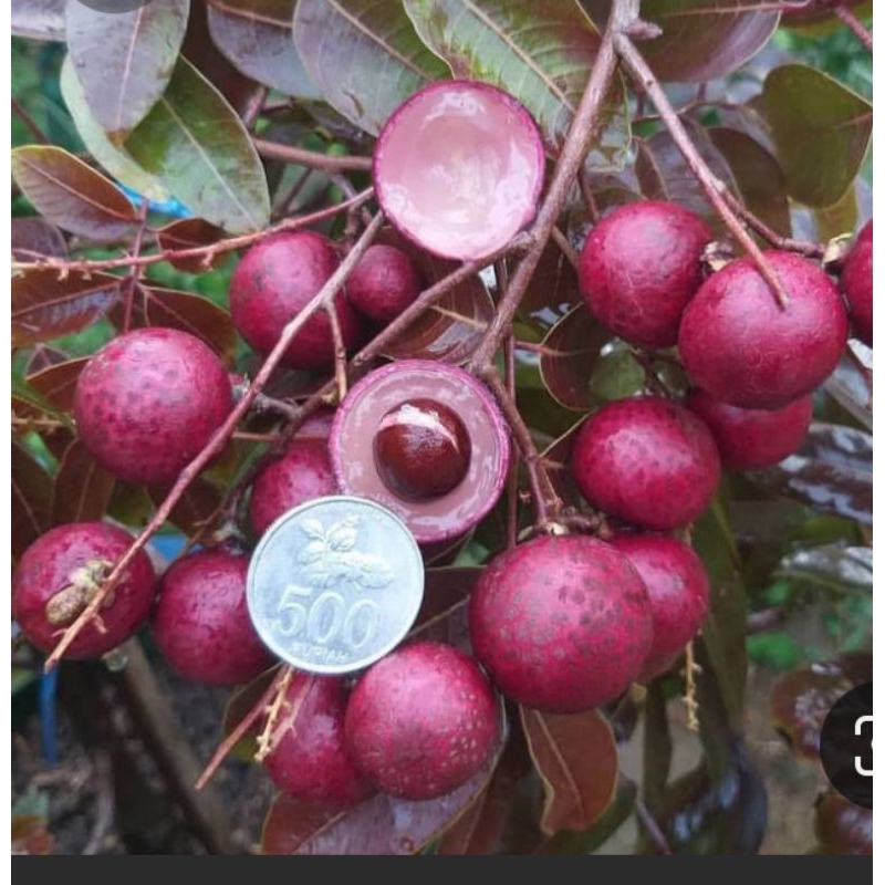 Bibit Kelengkeng Merah Siap Berbuah