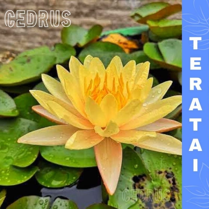 Benih TERATAI KUNING Biji Bunga Lotus