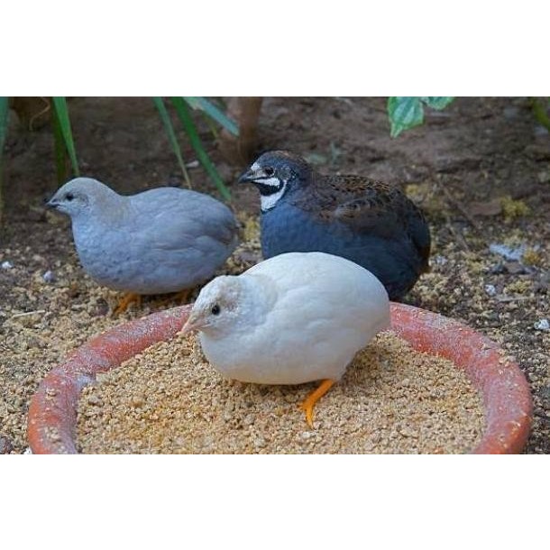 

TELUR FERTIL PUYUH BATU KINGQUAIL UNTUK DI TETASKAN