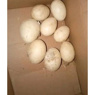 

Telur ayam busuk/gagal menetas
