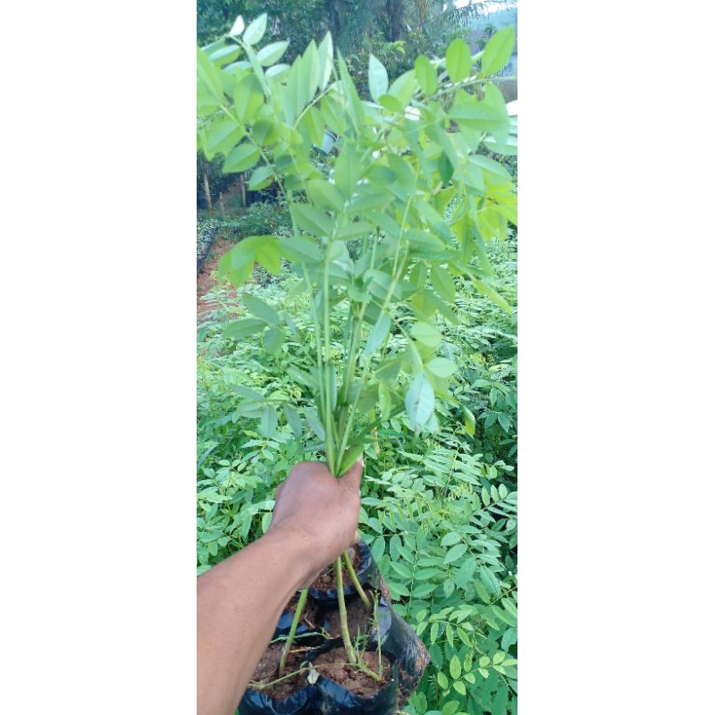 bibit indigofera siap tanam