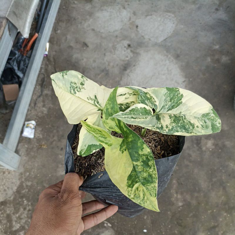 Syngonium variegata kuning