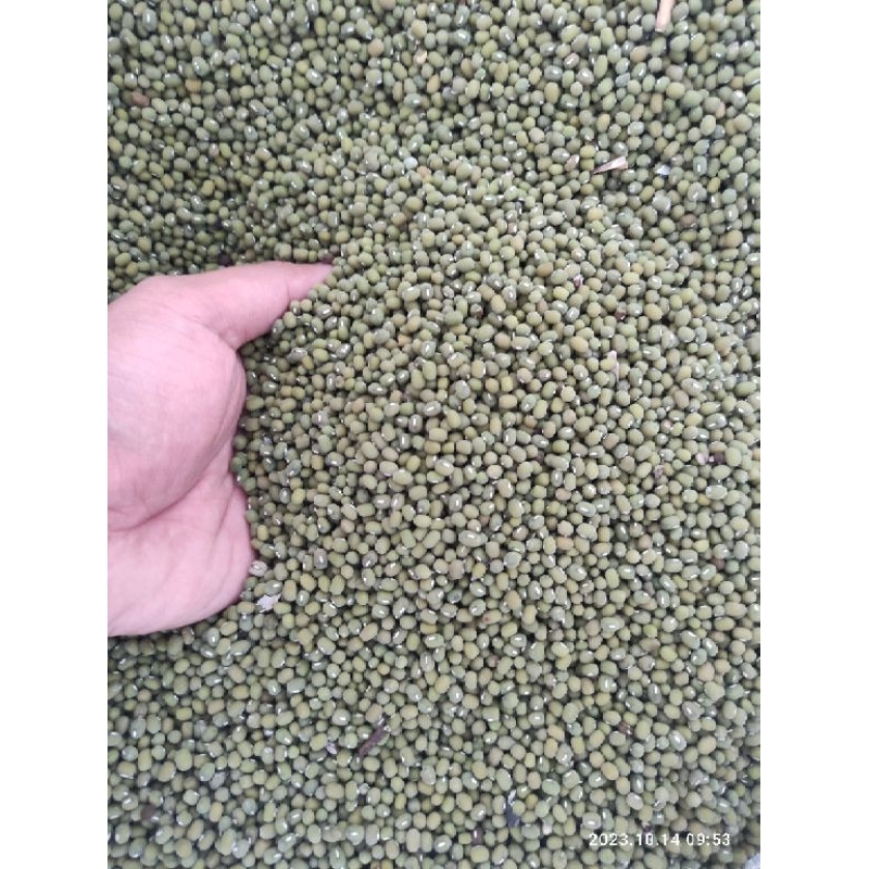 

Kacang Hijau Organik