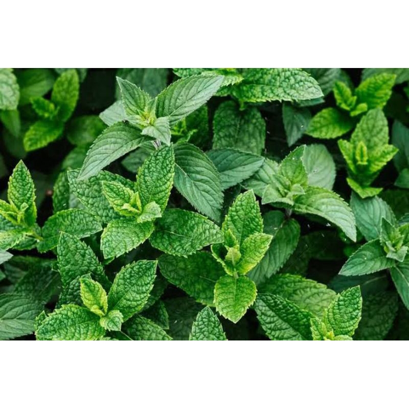 

Daun Mint Fresh 40 Gram