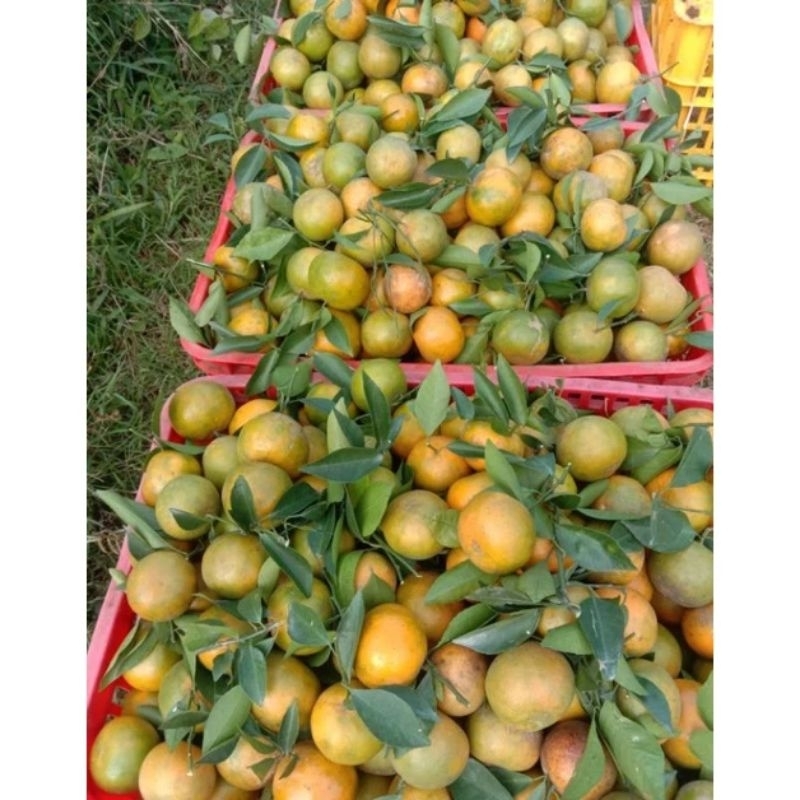 

JERUK SIEM MADU ASLI MALANG HASIL PANEN SENDIRI