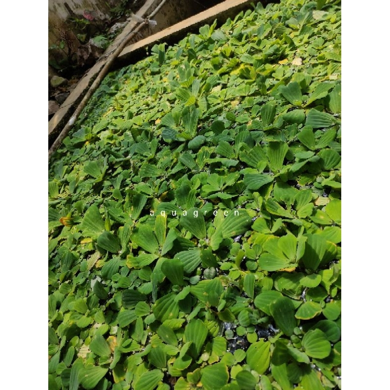 tanaman apung capu-capu hiasan aquarium