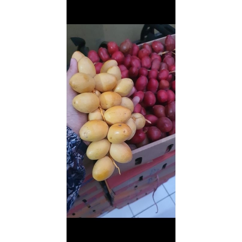 

Promo Kurma Muda (Musim Panen Oktober)