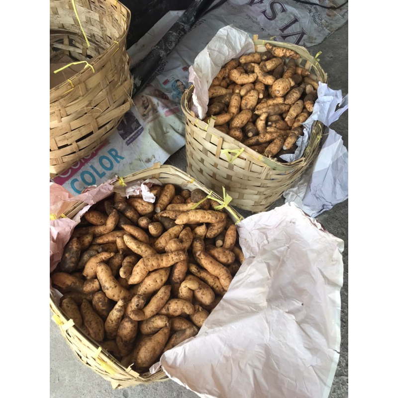 

Ubi Madu Asli Cilembu