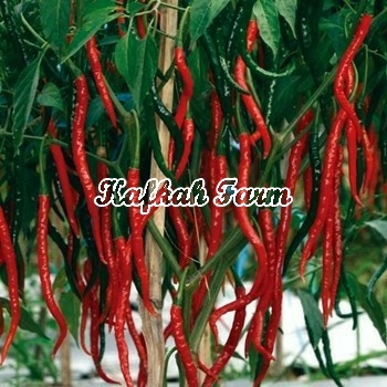 Benih 10 Biji Cabe Keriting PM 999 F1